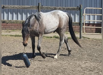 American Quarter Horse, Wallach, 2 Jahre, 150 cm, Roan-Bay