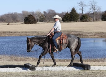 American Quarter Horse, Wallach, 2 Jahre, 150 cm, Roan-Blue