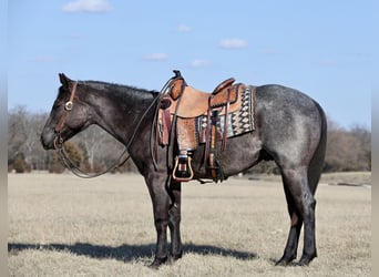 American Quarter Horse, Wallach, 2 Jahre, 150 cm, Roan-Blue