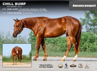 American Quarter Horse, Wallach, 2 Jahre, 150 cm, Rotfuchs