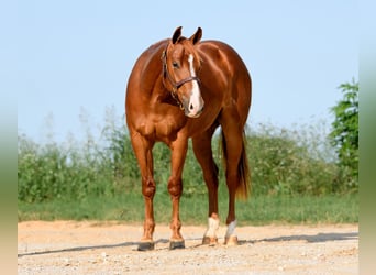American Quarter Horse, Wallach, 2 Jahre, 150 cm, Rotfuchs