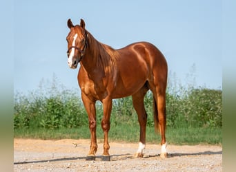 American Quarter Horse, Wallach, 2 Jahre, 150 cm, Rotfuchs