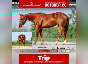 American Quarter Horse, Wallach, 2 Jahre, 150 cm, Rotfuchs