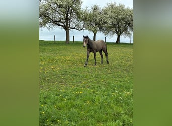 American Quarter Horse, Wallach, 2 Jahre, 150 cm, Schimmel