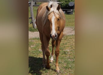 American Quarter Horse, Wallach, 2 Jahre, 151 cm, Palomino