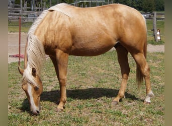 American Quarter Horse, Wallach, 2 Jahre, 151 cm, Palomino