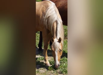 American Quarter Horse, Wallach, 2 Jahre, 151 cm, Palomino
