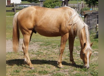 American Quarter Horse, Wallach, 2 Jahre, 151 cm, Palomino