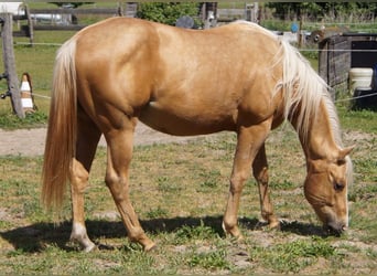 American Quarter Horse, Wallach, 2 Jahre, 151 cm, Palomino