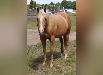American Quarter Horse, Wallach, 2 Jahre, 151 cm, Palomino
