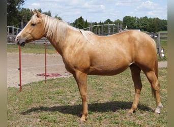 American Quarter Horse, Wallach, 2 Jahre, 151 cm, Palomino