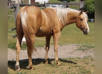 American Quarter Horse, Wallach, 2 Jahre, 151 cm, Palomino