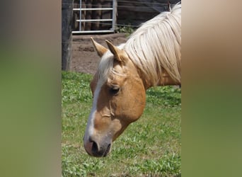 American Quarter Horse, Wallach, 2 Jahre, 151 cm, Palomino