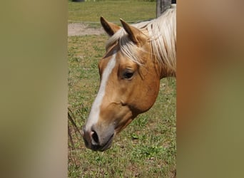 American Quarter Horse, Wallach, 2 Jahre, 151 cm, Palomino