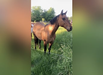 American Quarter Horse, Wallach, 2 Jahre, 152 cm, Braunfalbschimmel