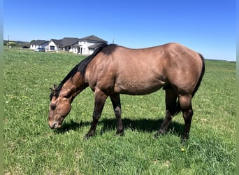 American Quarter Horse, Wallach, 2 Jahre, 152 cm, Braunfalbschimmel