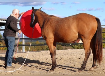 American Quarter Horse, Wallach, 2 Jahre, 152 cm, Buckskin