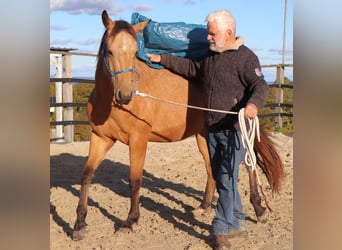 American Quarter Horse, Wallach, 2 Jahre, 152 cm, Buckskin
