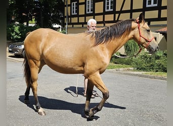 American Quarter Horse, Wallach, 2 Jahre, 152 cm, Buckskin