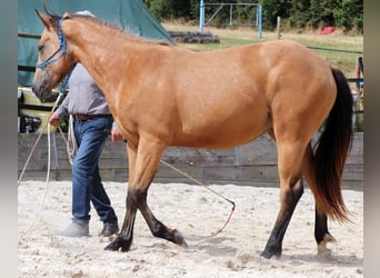 American Quarter Horse, Wallach, 2 Jahre, 152 cm, Buckskin