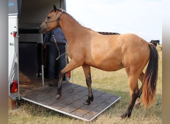 American Quarter Horse, Wallach, 2 Jahre, 152 cm, Buckskin