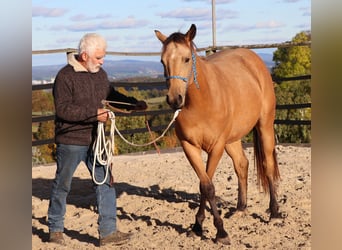 American Quarter Horse, Wallach, 2 Jahre, 152 cm, Buckskin