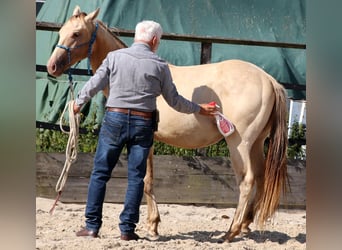 American Quarter Horse, Wallach, 2 Jahre, 152 cm, Champagne