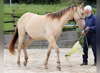 American Quarter Horse, Wallach, 2 Jahre, 152 cm, Champagne