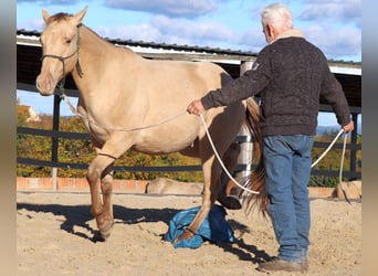 American Quarter Horse, Wallach, 2 Jahre, 152 cm, Champagne