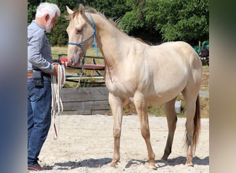 American Quarter Horse, Wallach, 2 Jahre, 152 cm, Champagne