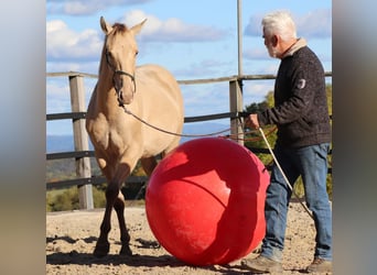 American Quarter Horse, Wallach, 2 Jahre, 152 cm, Champagne