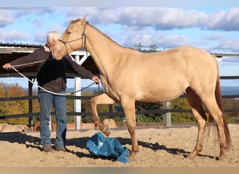 American Quarter Horse, Wallach, 2 Jahre, 152 cm, Champagne