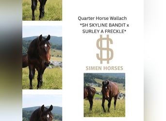 American Quarter Horse, Wallach, 2 Jahre, 152 cm, Dunkelbrauner