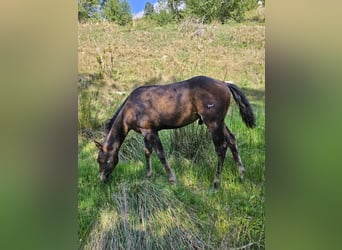 American Quarter Horse, Wallach, 2 Jahre, 152 cm, Dunkelbrauner