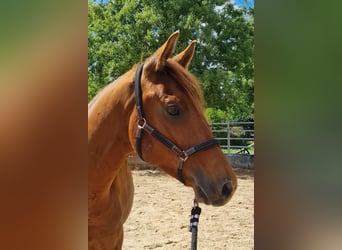 American Quarter Horse, Wallach, 2 Jahre, 152 cm, Fuchs