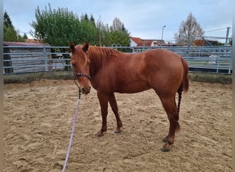 American Quarter Horse, Wallach, 2 Jahre, 152 cm, Fuchs