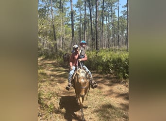 American Quarter Horse, Wallach, 2 Jahre, 152 cm, Palomino