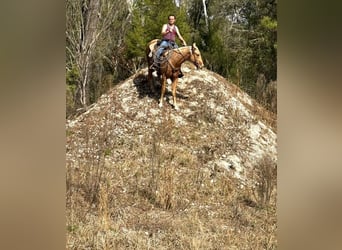 American Quarter Horse, Wallach, 2 Jahre, 152 cm, Palomino