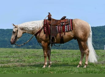 American Quarter Horse, Wallach, 2 Jahre, 152 cm, Palomino