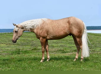 American Quarter Horse, Wallach, 2 Jahre, 152 cm, Palomino