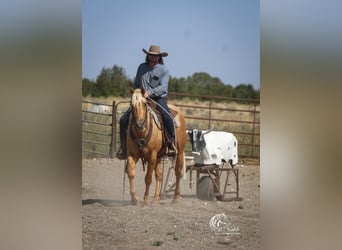 American Quarter Horse, Wallach, 2 Jahre, 152 cm, Palomino