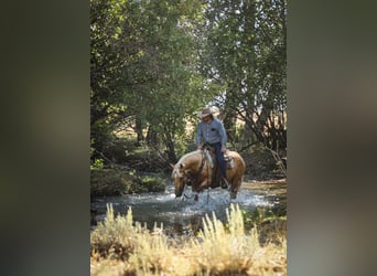 American Quarter Horse, Wallach, 2 Jahre, 152 cm, Palomino