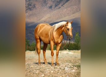 American Quarter Horse, Wallach, 2 Jahre, 152 cm, Palomino