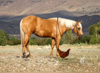 American Quarter Horse, Wallach, 2 Jahre, 152 cm, Palomino