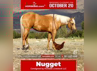 American Quarter Horse, Wallach, 2 Jahre, 152 cm, Palomino