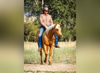 American Quarter Horse, Wallach, 2 Jahre, 152 cm, Palomino