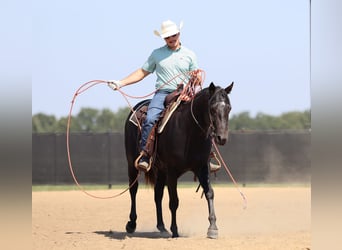 American Quarter Horse, Wallach, 2 Jahre, 152 cm, Rappe