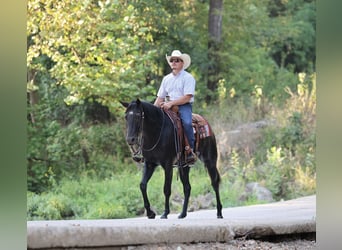 American Quarter Horse, Wallach, 2 Jahre, 152 cm, Rappe