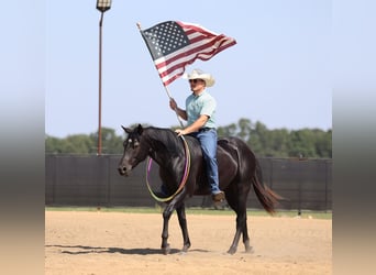 American Quarter Horse, Wallach, 2 Jahre, 152 cm, Rappe