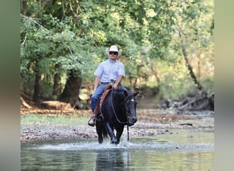 American Quarter Horse, Wallach, 2 Jahre, 152 cm, Rappe